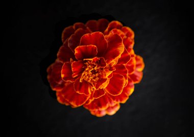 Siyah arka planda narin bir çiçek. Yakın çekim..