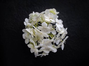 Siyah arka planda narin bir çiçek. Yakın çekim..