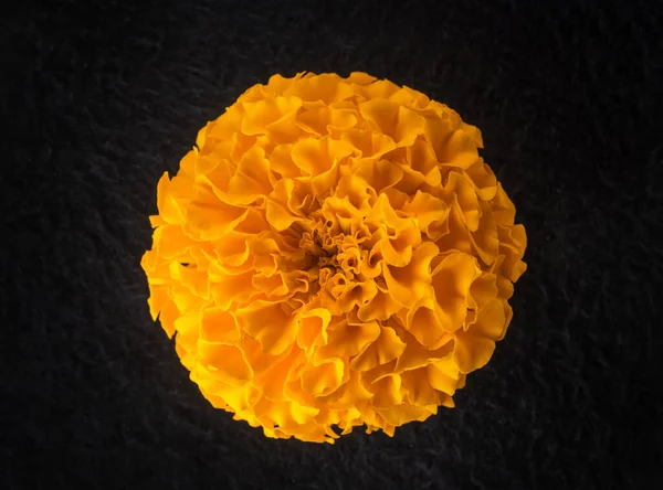 Siyah arka planda narin bir çiçek. Makro atış.