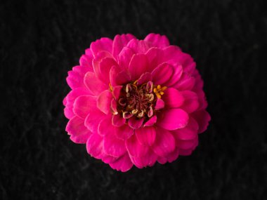 Siyah arka planda bir çiçeğin üst görüntüsü. Makro atış.