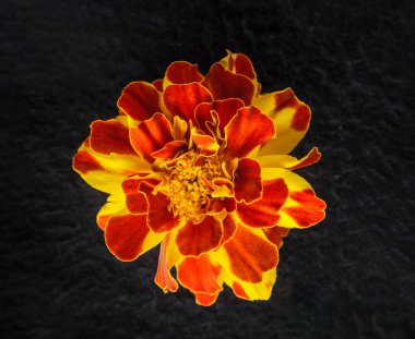 Siyah arka planda bir çiçek. Makro fotoğraf.