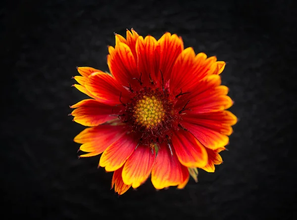 One flower on black background. Decorative flowers.