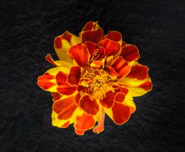 Siyah arka planda bir çiçek. Yakın çekim..