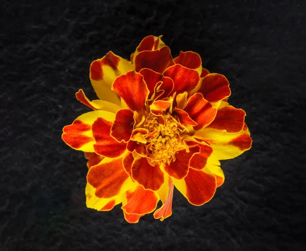 Siyah arka planda bir çiçek. Yakın çekim..