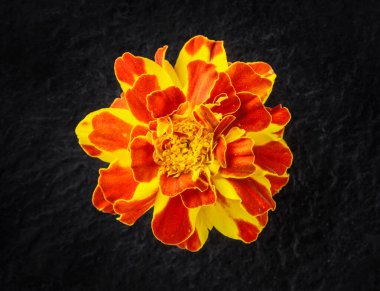 Siyah arka planda çiçeğin stüdyo çekimi. Kapat..