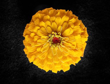 Siyah arka planda güzel bir çiçek. Seçici odak.