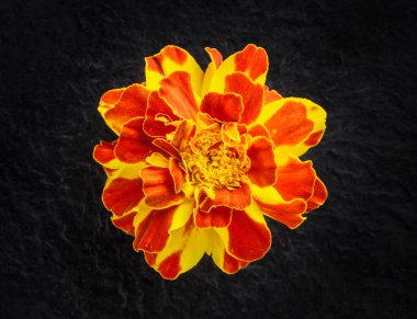 Siyah arka planda bir çiçeğin üst görüntüsü. - Yakın çekim. Doğa.