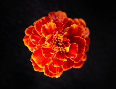 Siyah arka planda bir çiçek. Dekoratif çiçekler.