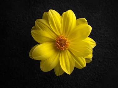 Siyah arka planda bir çiçek. Seçici odak.