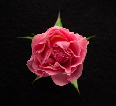 Siyah arka planda çiçeğin stüdyo çekimi. Makro fotoğraf.