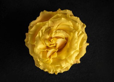 Siyah arka planda çiçeğin yakın plan görüntüsü. Makro atış.