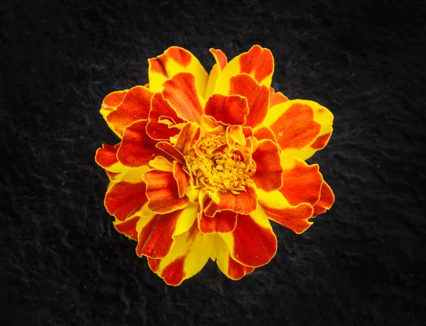 Siyah arka planda bir çiçeğin üst görüntüsü. - Yakın çekim. Doğa.