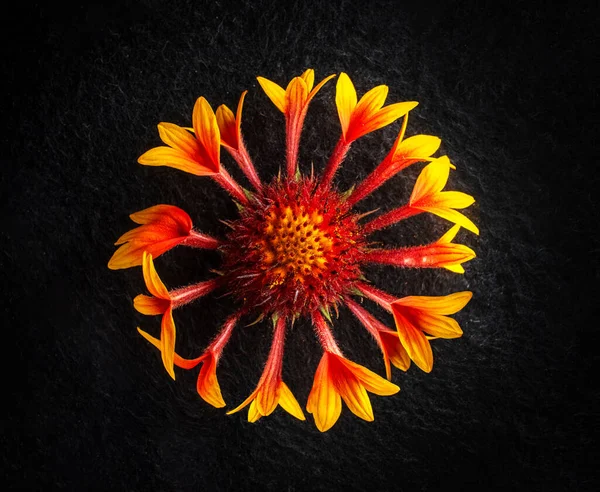 Siyah arka planda bir çiçeğin üst görüntüsü. Seçici odak.