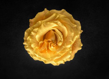 Siyah arka planda bir çiçek. Dekoratif çiçekler.