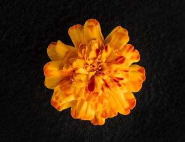 Siyah arka planda narin bir çiçek. Yakın çekim..