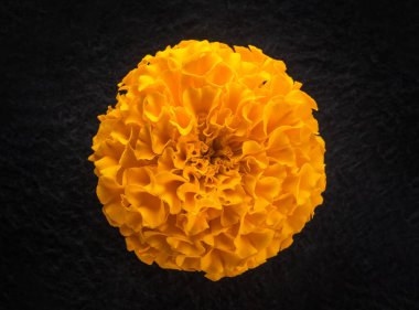 Siyah arka planda bir çiçek. Yukarıdan Fotoğraf.