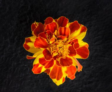 Siyah arka planda çiçeğin stüdyo çekimi. Dekoratif çiçekler.