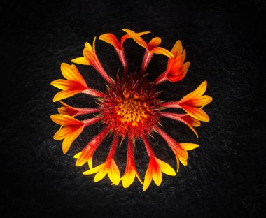 Siyah arka planda bir çiçek. Düz yatış, üst görünüm.