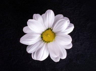 Siyah arka planda bir çiçeğin üst görüntüsü. Siyah arkaplanda.