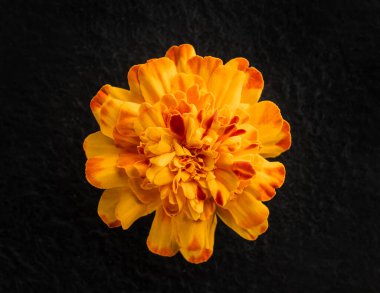 Siyah arka planda güzel bir çiçek. Makro fotoğraf.