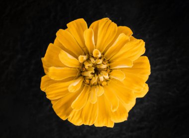 Siyah arka planda çiçeğin yakın plan görüntüsü. Yakın çekim..