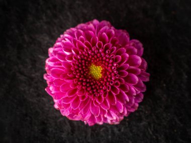 Siyah arka planda çiçeğin yakın plan görüntüsü. Yukarıya bak.