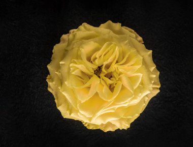 Siyah arka planda narin bir çiçek. Tasarım için. Doğa.