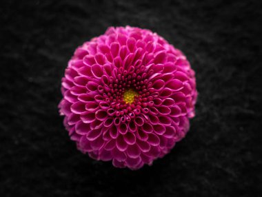 Siyah arka planda bir çiçeğin üst görüntüsü. Yakın çekim..