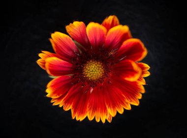 Siyah arka planda narin bir çiçek. Seçici odak.