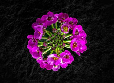 Siyah arka planda güzel bir çiçek. Siyah arkaplanda.