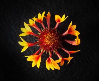 Siyah arka planda çiçeğin stüdyo çekimi. Yukarıya bak.