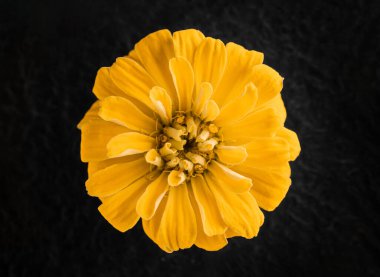 Siyah arka planda bir çiçek. Parlak ve güzel bir çiçek.