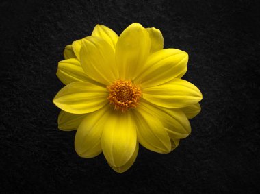 Siyah arka planda bir çiçeğin üst görüntüsü. Parlak ve güzel bir çiçek.