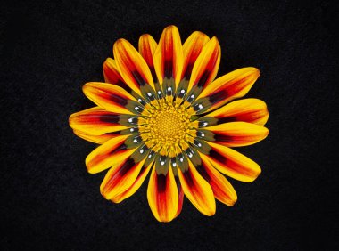 Siyah arka planda çiçeğin stüdyo çekimi. Yukarıdan Fotoğraf.