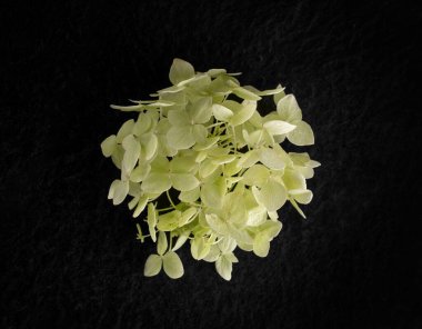 Siyah arka planda güzel bir çiçek. Yukarıdan Fotoğraf.