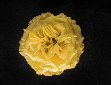 Siyah arka planda çiçeğin stüdyo çekimi. Yukarıdan görüntüle.