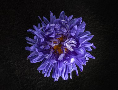 Siyah arka planda bir çiçeğin üst görüntüsü. Yukarıdan Fotoğraf.