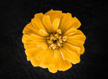 Siyah arka planda bir çiçek. Stüdyo çekimi.