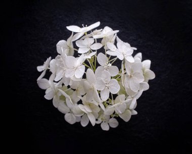 Siyah arka planda çiçeğin stüdyo çekimi. Yakın çekim..