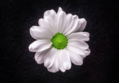 Siyah arka planda bir çiçeğin üst görüntüsü. Dekoratif çiçekler.