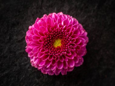 Siyah arka planda bir çiçeğin üst görüntüsü. Parlak ve güzel bir çiçek.