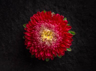 Siyah arka planda çiçeğin stüdyo çekimi. Yukarıya bak.