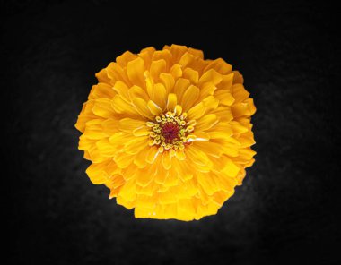 Siyah arka planda narin bir çiçek. Kapat..