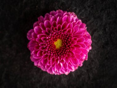 Siyah arka planda çiçeğin stüdyo çekimi. Makro fotoğraf.