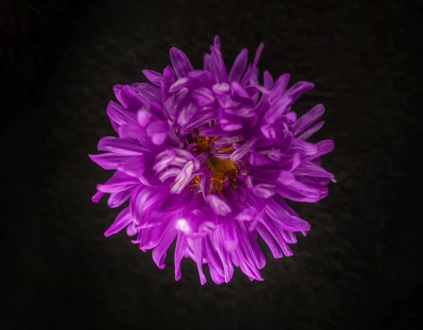 One flower on a black background. Flat lay, top view. — Stock Photo, Image