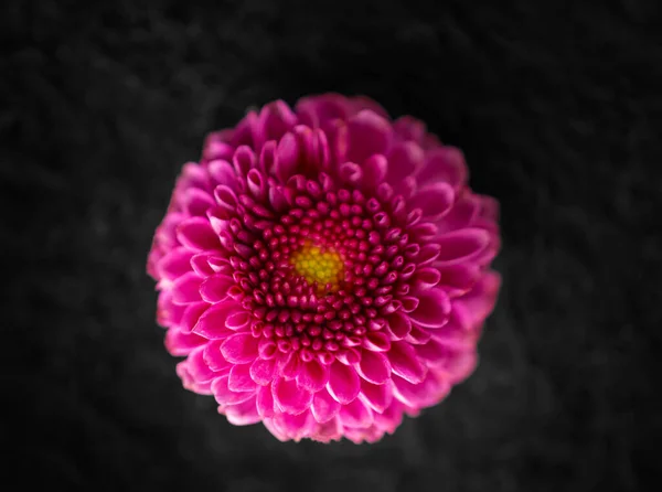 One flower on black background. Closeup. Nature. — Stock Photo, Image