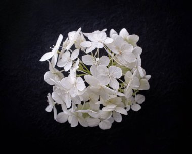 Siyah arka planda narin bir çiçek. Karanlık bir arka planda.