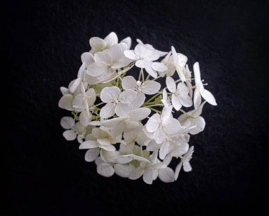 Siyah arka planda çiçeğin stüdyo çekimi. Tasarım için. Doğa.