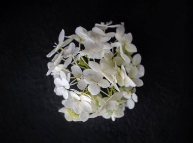 Siyah arka planda narin bir çiçek. Karanlık bir arka planda.