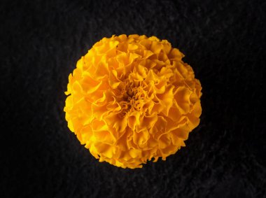 Siyah arka planda bir çiçeğin üst görüntüsü. - Yakın çekim. Doğa.